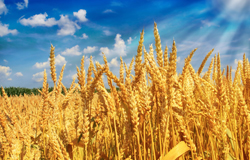河南省安陽縣：30萬畝小麥增收4000萬元